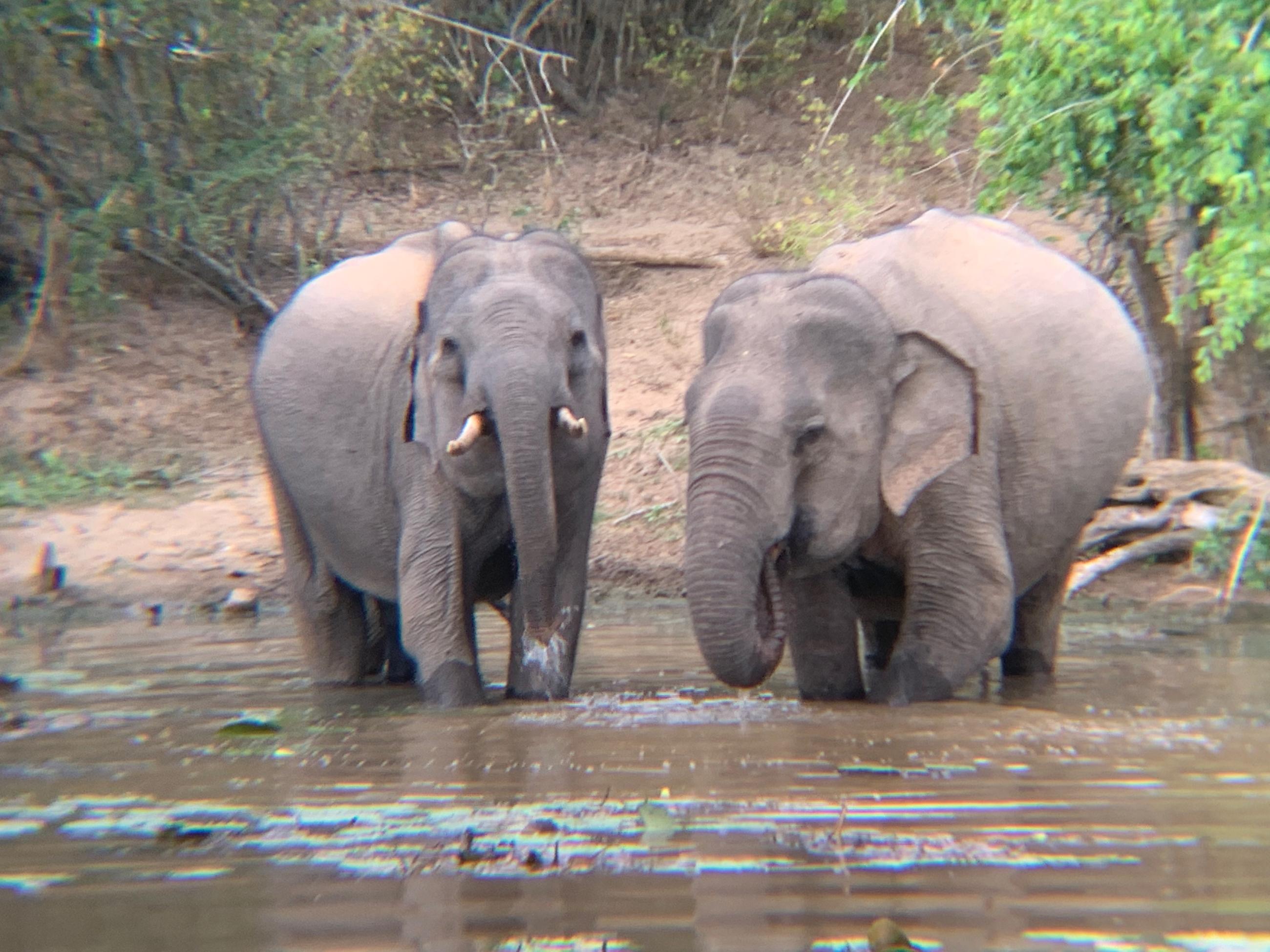 Male Elephant