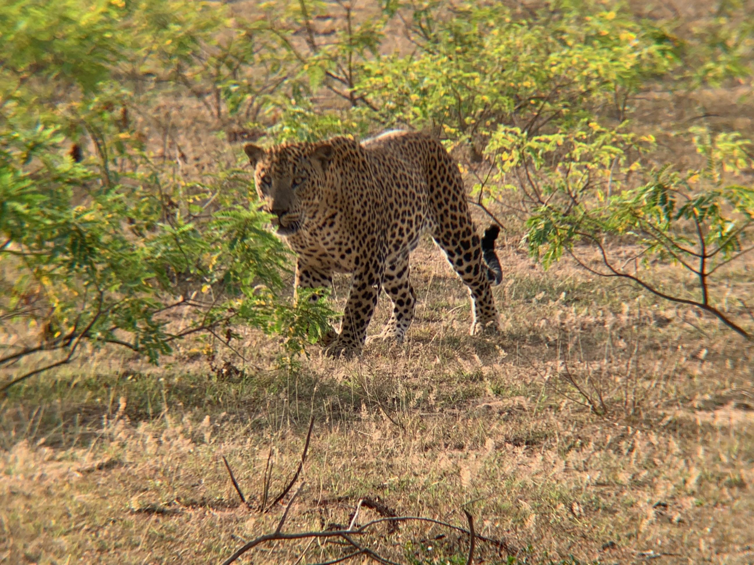 Sri Lanka, Leopard sighting