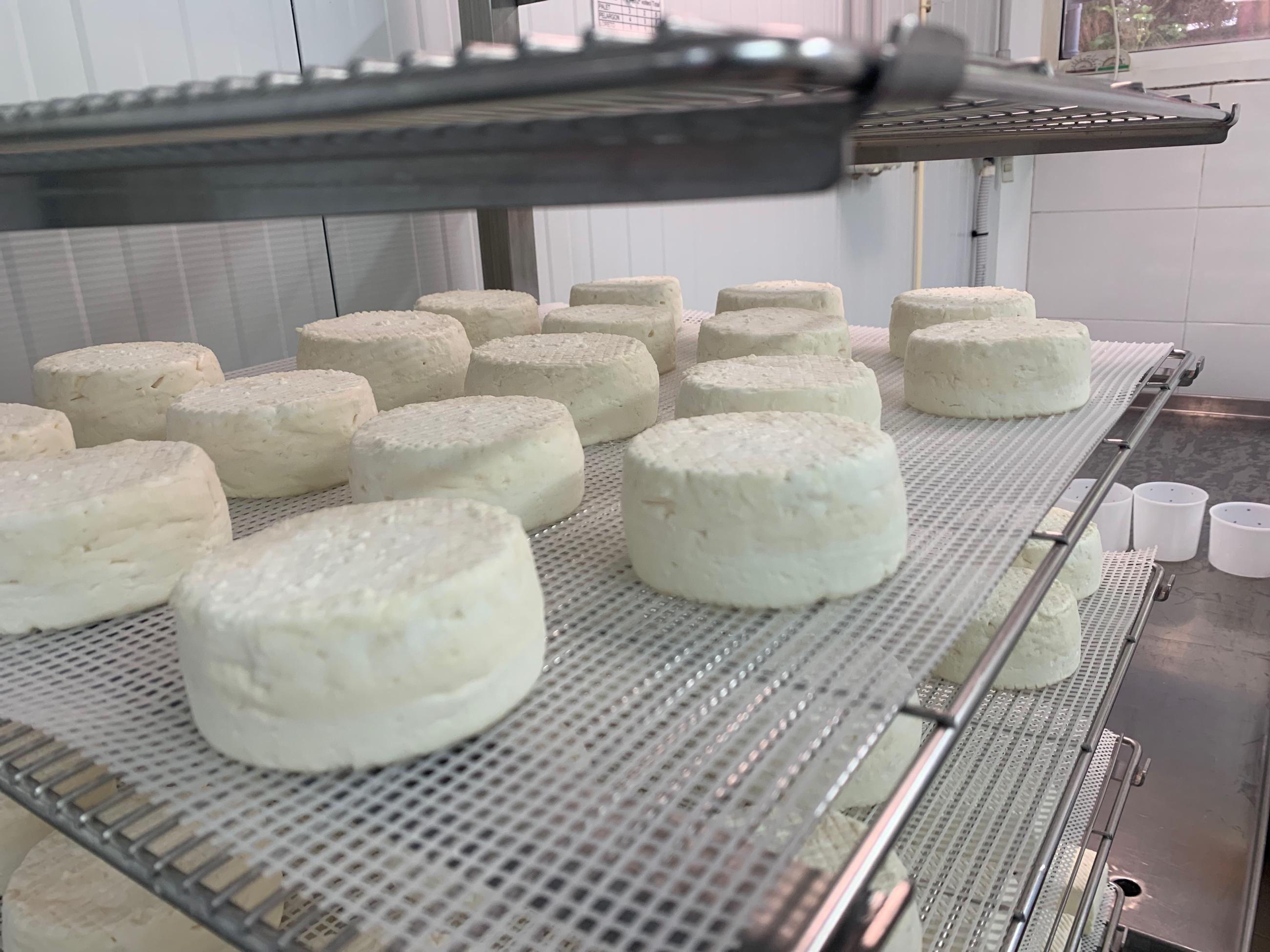 Floridian Goat Cheese - Early Phases