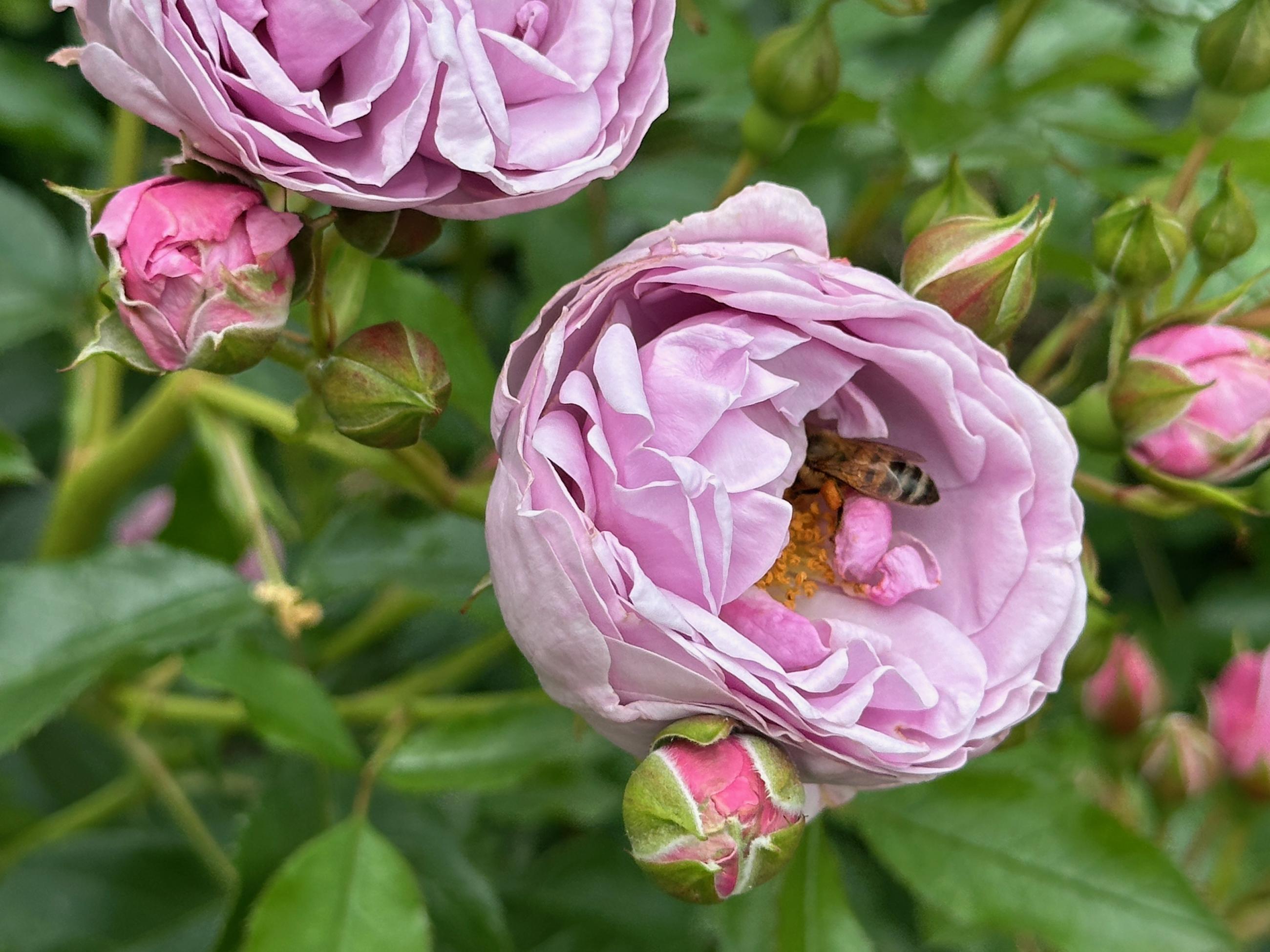 german honey bee working the rose garden