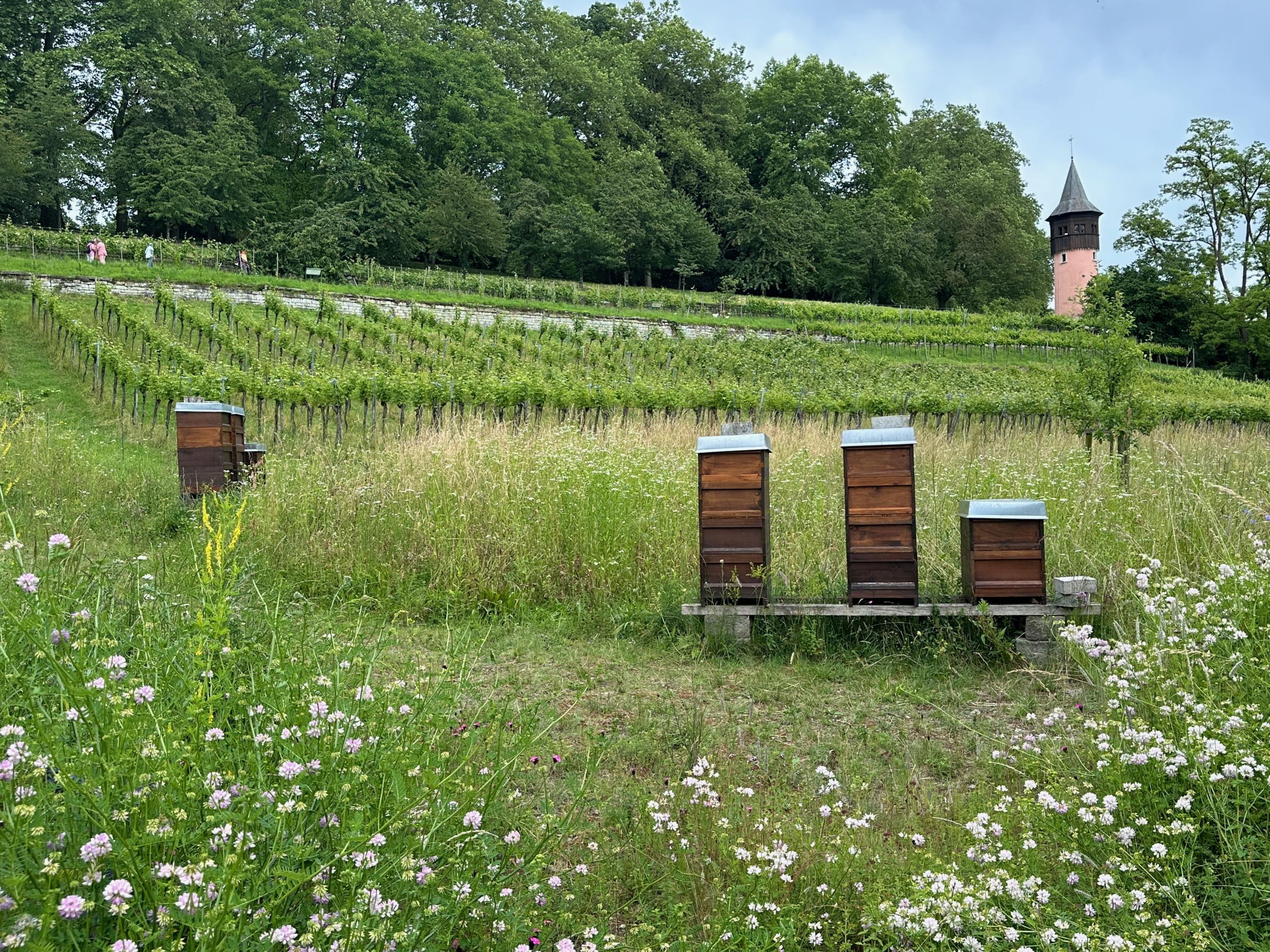 bees on mainau germany