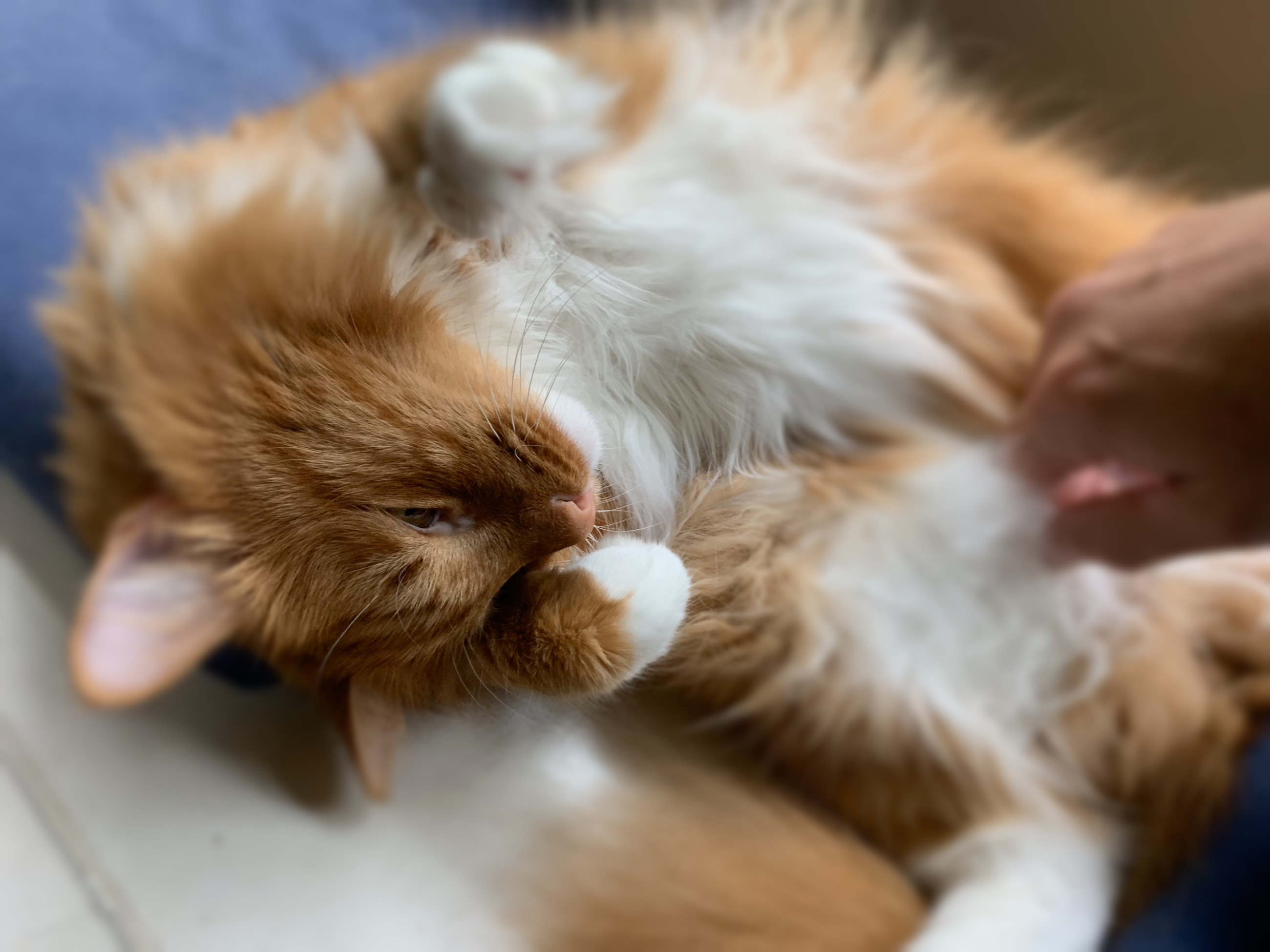 kuddles