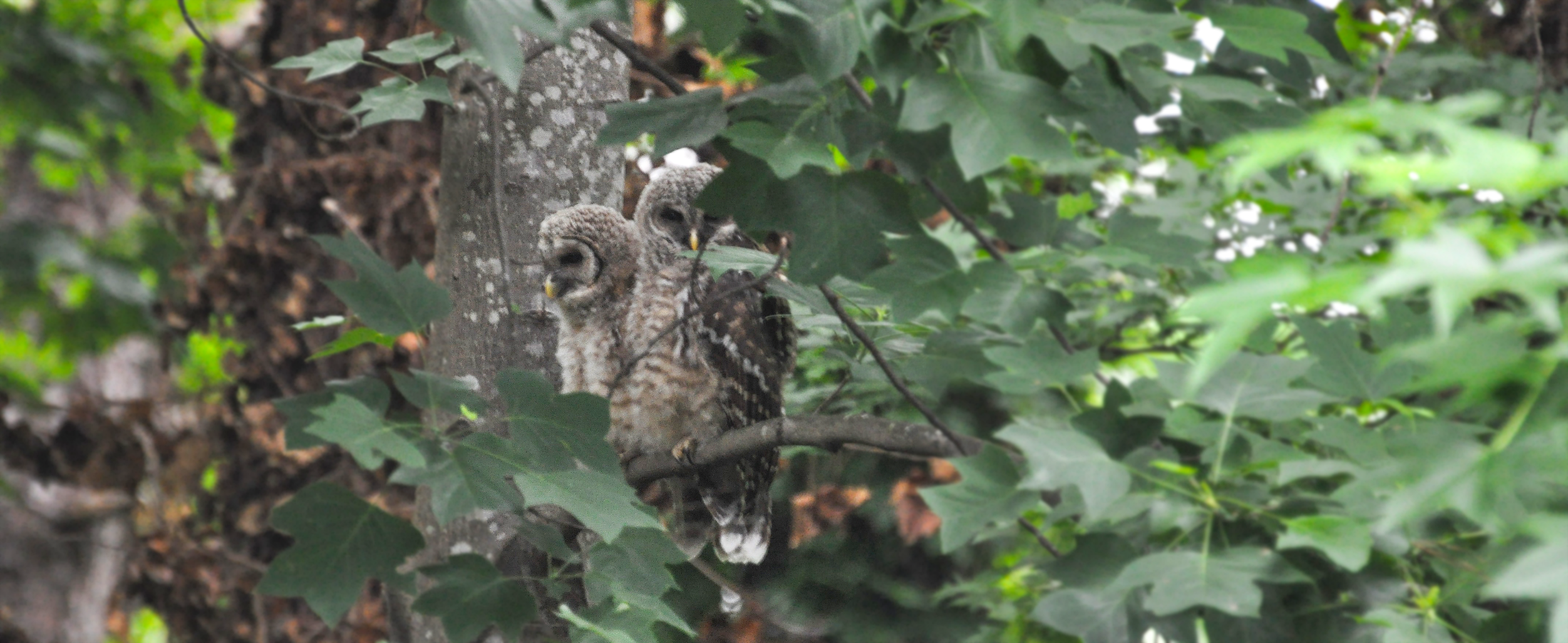 Owls in our Backyard
