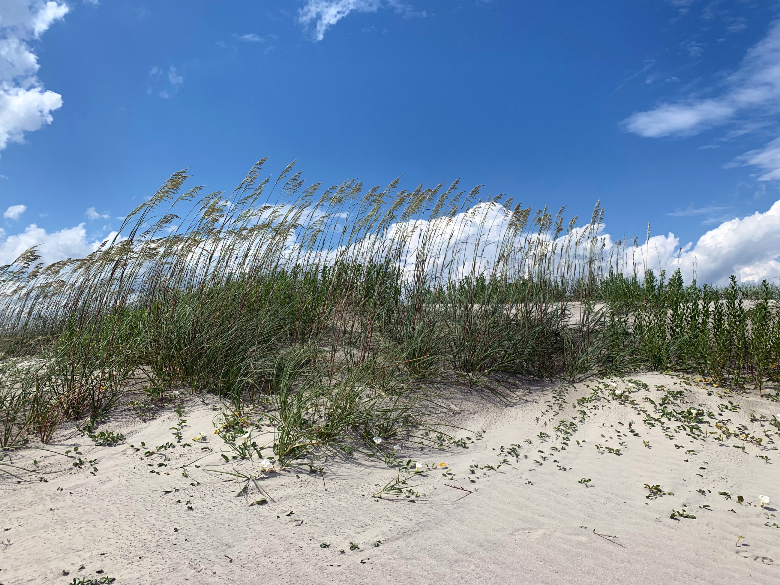 Beach Orchestra in the breeze