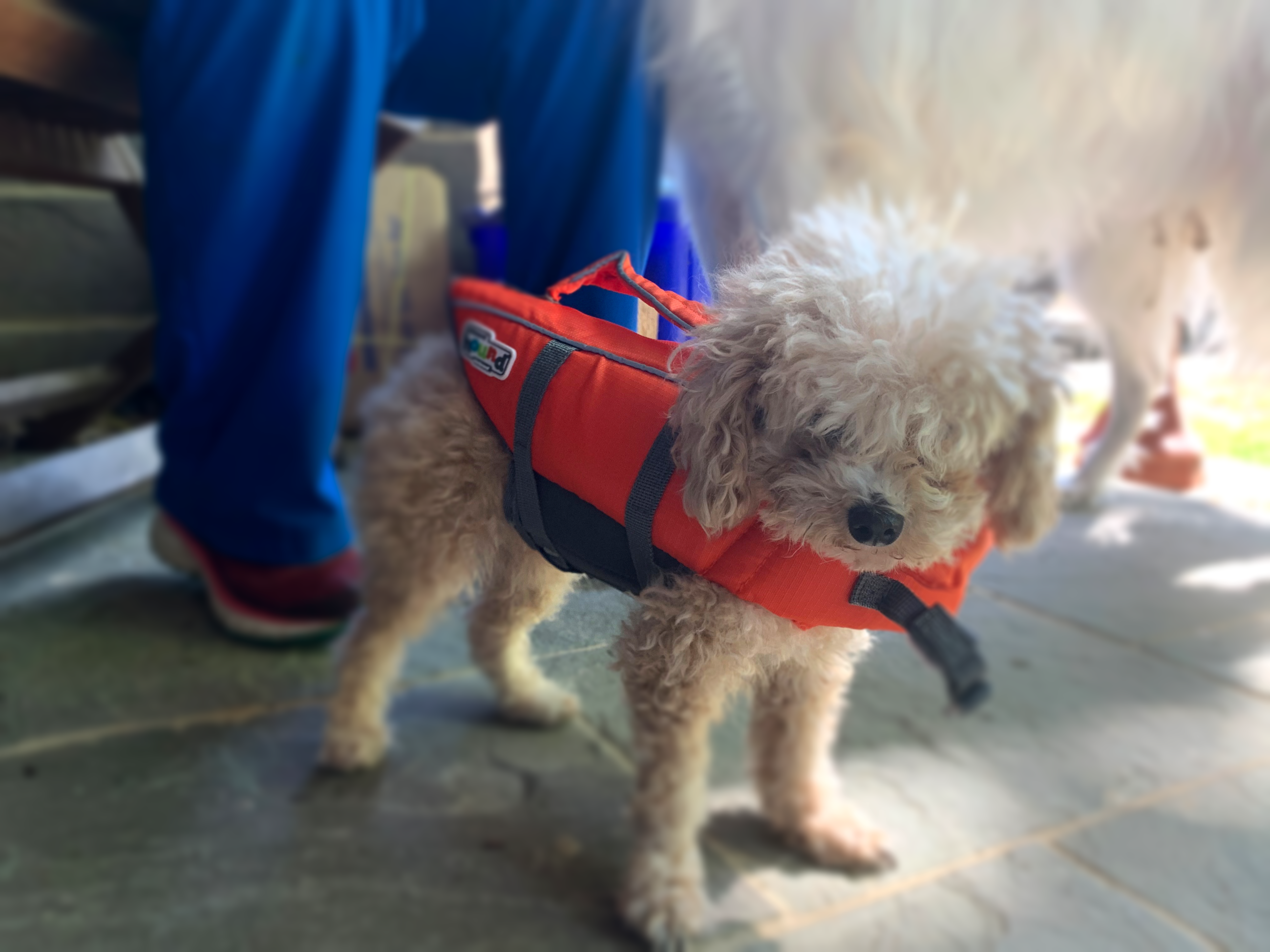 PeeDee with a life vest on for paddle boarding.