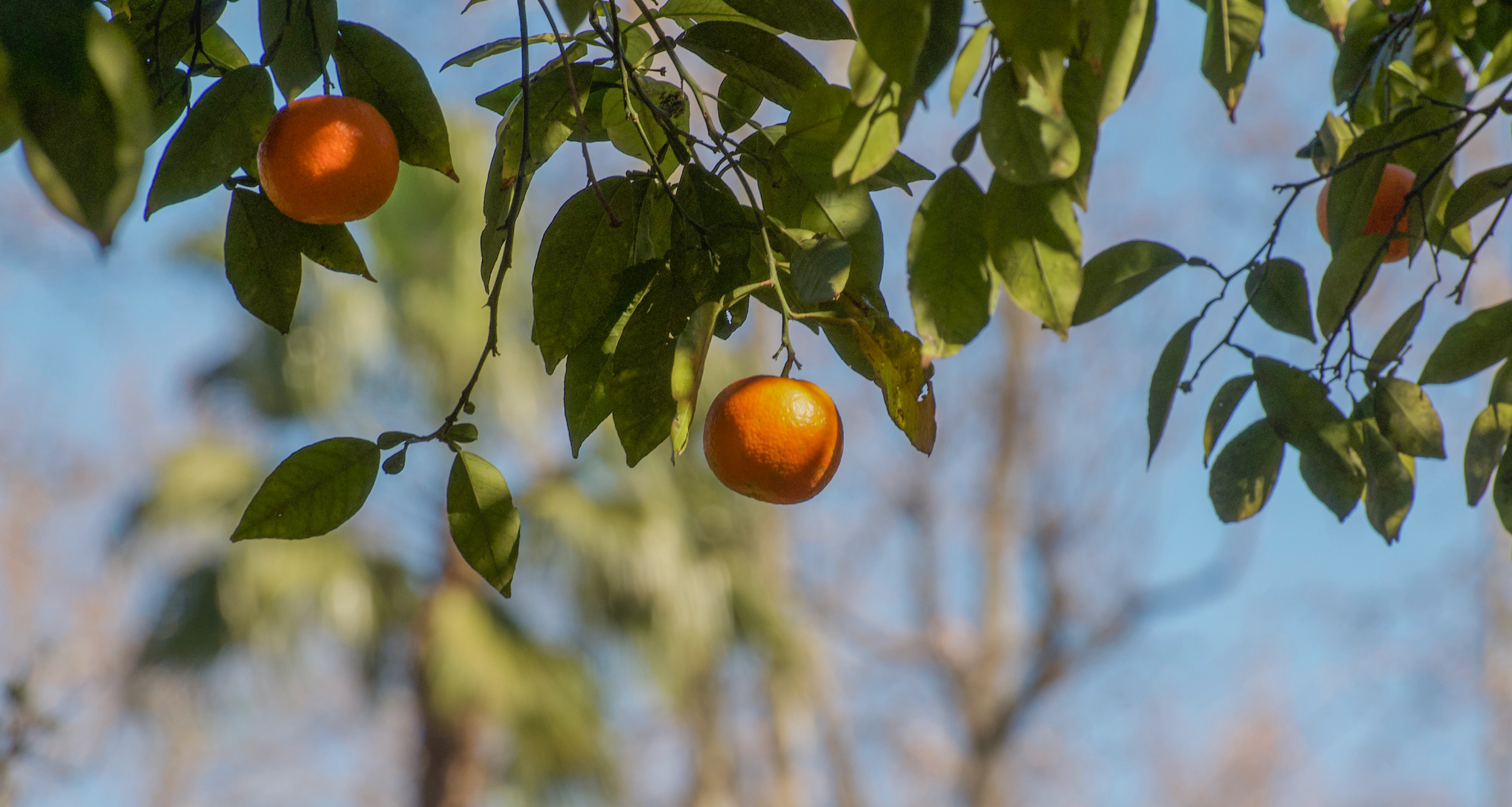 Oranges from Sevilla, Spain